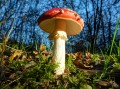 Cogumelo Amanita Muscaria