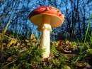 Cogumelo Amanita Muscaria