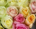 Rosas
