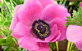 Anemone Coronaria Rosa