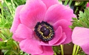 Anemone Coronaria Rosa