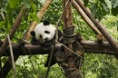 Panda Bebê Dormindo
