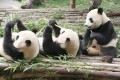 Pandas Gigantes, Chengdu, Sichuan
