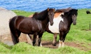 Cavalos Islandeses