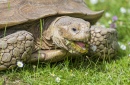 Tartaruga Comendo uma Margarida