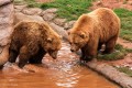 Ursos no Zoológico da Cidade de Oklahoma