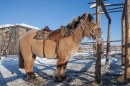 Um Cavalo Yakutian