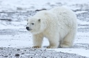 Filhote de Urso-Polar