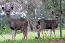 Cervo no Santa Teresa County Park