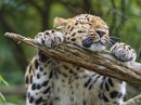 Este Leopardo Realmente Ama Seu Galho