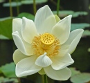 Lotus Branca em Mauritius