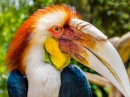 Papuan Hornbill Colorida