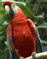 Arara