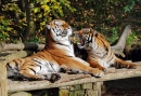Tigres Brincando, Zoológico de Dudley