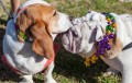 Desfile dos Animais de Estimação em Shreveport LA