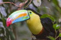 Toucan Simpático no Zoológico de Zurique