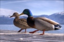 Um Casal de Pato-Real no Lago Tahoe