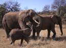 Elefantes no Glen Afric