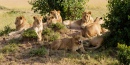 Leões Tomando Banho de Sol
