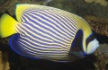 Imperador Angelfish