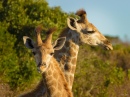 Retrato da Girafa, Lado Oriental de Cape, Sul da África