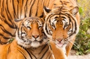 Tigres-Malaios no Zoológico de Jacksonville