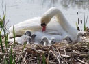 Cisne Cuidando de sua Família