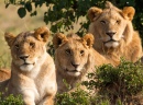 Retrato da Família de Leões