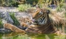 Tigre-de-bengala Tomando Banho