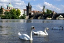 Cisnes e a Ponte Carlos, Praga