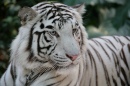 Tigre-de-Bengala-Branco