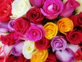 Rosas de Muitas Cores