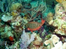 Mergulho nas Bahamas