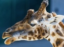 Retrato da Girafa