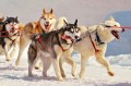 Huskies de Corrida