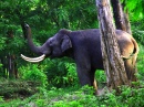 Santuário da Vida Selvagem de Wayanad, Índia