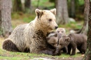 Mãe Ursa e Três Filhotes
