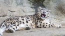Leopardo-das-Neves