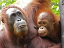 Orangotangos, Centro da Vida Selvagem de Semanggoh