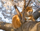 Gato Ruivo e Flores de Cerejeira