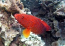 Bacalhau-coral