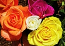 Rosas
