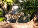 Jovem Jaguar