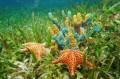 Vida Subaquática com Esponjas e Estrela do Mar