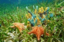 Vida Subaquática com Esponjas e Estrela do Mar