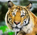 Cara de um Tigre