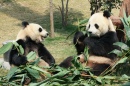 Dois Pandas Gigantes Comendo