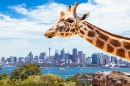 Girafa no Jardim Zoológico de Sydney