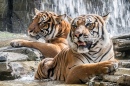 Tigres Tomando um Banho