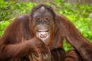 Retrato do Orangotango Sorrindo